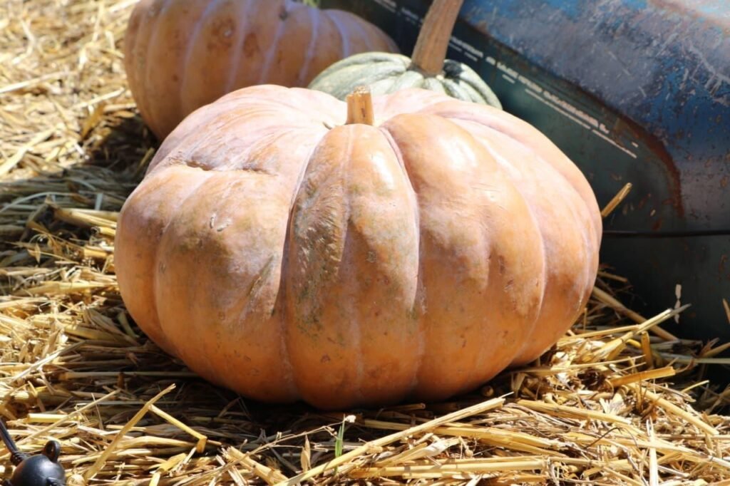 Tlaxcala Mixtli Morelos 2-